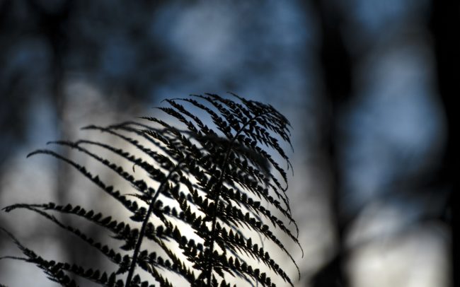 A Duna Szerbia és Románia között. Itt, a szerb oldalon a Djerdap Nemzeti Park terül el partján, szemben pedig a romániai Vaskapu Természetvédelmi terület. Igazi vadvilági paradicsom ez. A környező erdőkben, sziklákon farkas, hiúz, medve, sőt zerge is él. Helyettük (nem mintha lett volna más választásom) a nemzeti park varázslatos erdőjét, páfrányait fotóztam.