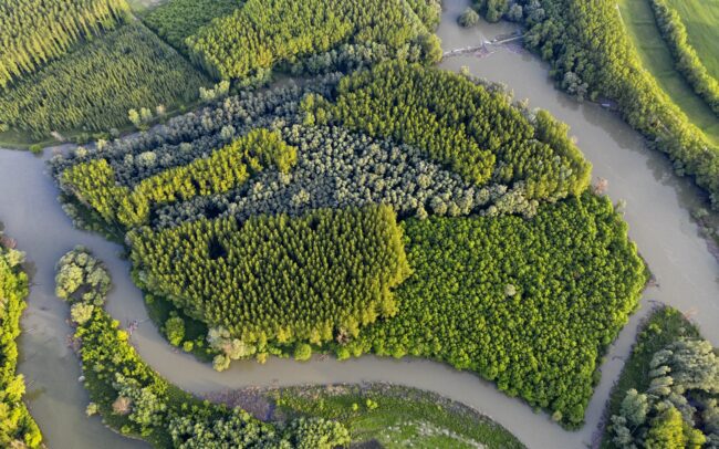 Szigetköz - the southern, Hungarian neighbour of Slovakian inland delta. The branch system on the other side of the Danube is a veritable multitude of islands. Although it forms an ecological system with our floodplain, the Hungarian side has recently taken much more forward-looking steps in terms of water management than the Slovak side. However, intensive forest management creates a spectacularly monotonous mosaic of trees here as well.