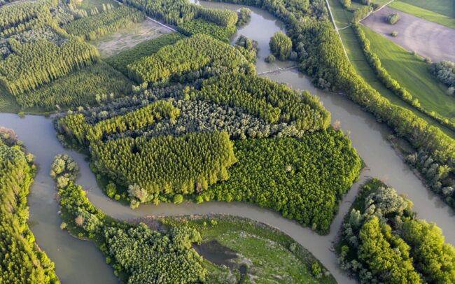Szigetköz - the southern, Hungarian neighbour of Slovakian inland delta. The branch system on the other side of the Danube is a veritable multitude of islands. Although it forms an ecological system with our floodplain, the Hungarian side has recently taken much more forward-looking steps in terms of water management than the Slovak side. However, intensive forest management creates a spectacularly monotonous mosaic of trees here as well.