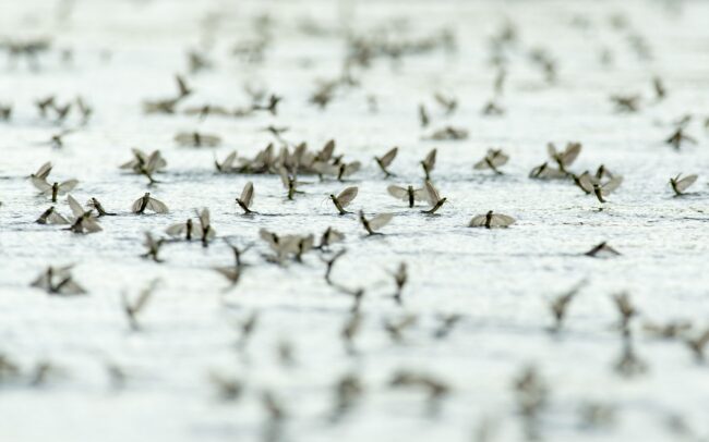 The Tisza is the tributary of the Danube with the longest and largest watershed. Thus, it can fairly be said that it significantly contributes to the image of the Danube as a whole. Its unregulated banks allow the Tisza mayflies to present their ancient fairy dance every year!