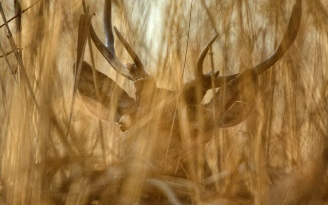 Such visceral encounters are very defining. Seconds are ennobled into holidays, fleeting moments into eternal ones. Danube Floodplains Protected Landscape Area, Great Rye Island, Slovakia.