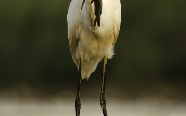 Great Egret (Egretta alba), Danube Floodplains Protected Landscape Area, Great Rye Island, Slovakia