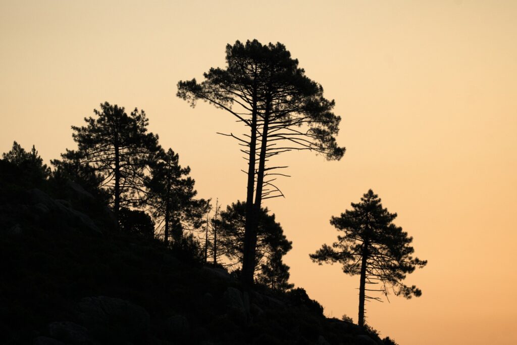 Korzikai feketefenyő (Pinus nigra ssp. laricio), Vallée de la Restonica