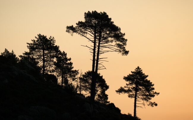 Korzikai feketefenyő (Pinus nigra ssp. laricio), Vallée de la Restonica