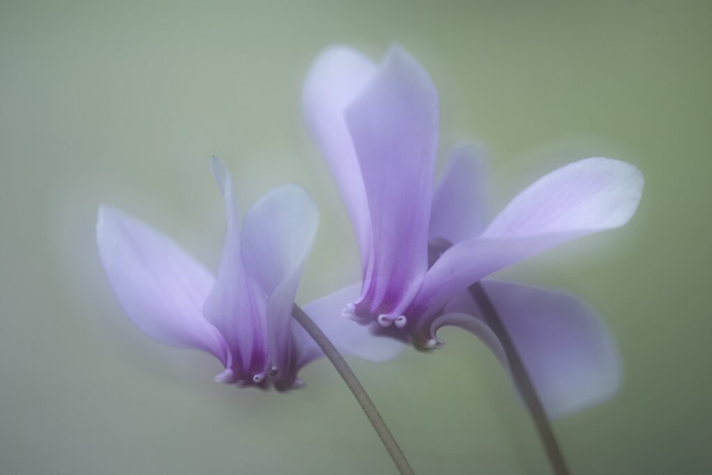 Borostyánlevelű ciklámen (Cyclamen hederifolium), Vallée de la Restonica