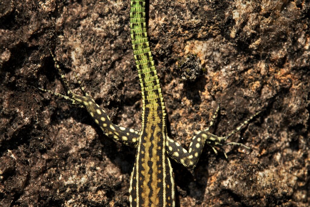 Tirrén faligyík (Podarcis tiliguerta), Vallée de la Restonica