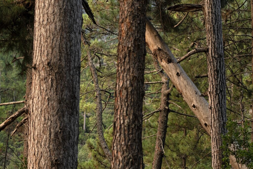 Vallée de la Restonica