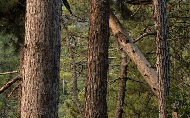 Vallée de la Restonica