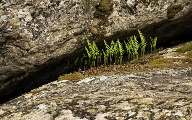 Közönséges édesgyökerű páfrány (Polypodium vulgare), Vallée du Tavignano