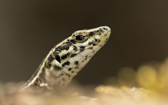 Tirrén faligyík (Podarcis tiliguerta), Vallée du Tavignano