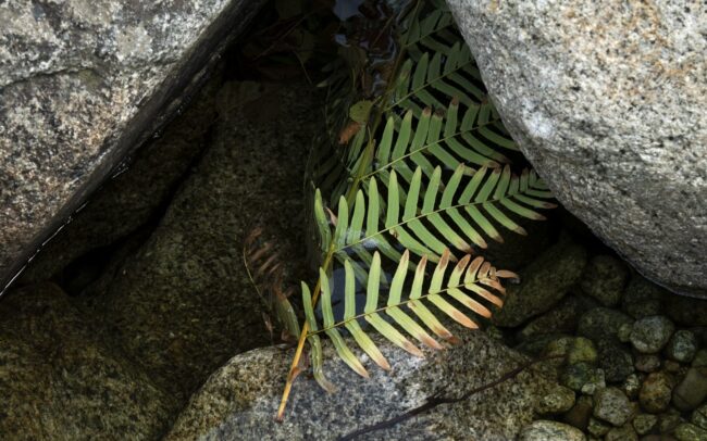 Királyharaszt (Osmunda regalis), Tavignano-patak, Valée du Tavignano
