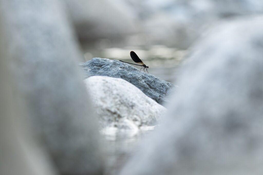 Tavignano-patak, Valée du Tavignano