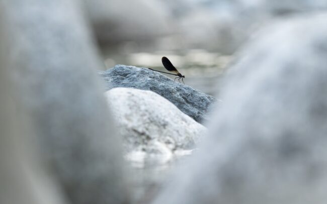 Tavignano-patak, Valée du Tavignano