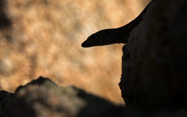 Tirrén faligyík (Podarcis tiliguerta), Foret de Bavella