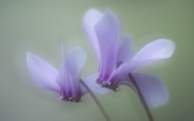 Cyklámen brečtanolistý (Cyclamen hederifolium), Vallée de la Restonica