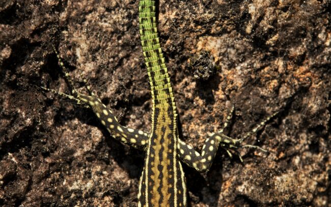 Jašterica tyrhenská (Podarcis tiliguerta), Vallée de la Restonica