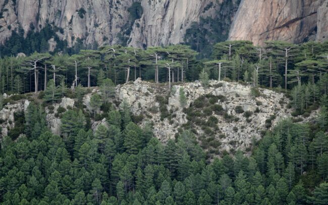 Foret de Bavella