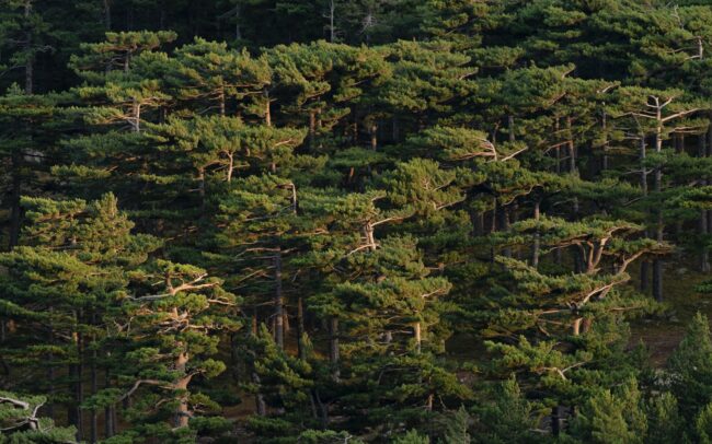 Foret de Bavella