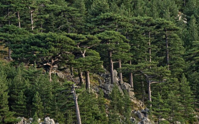 Foret de Bavella