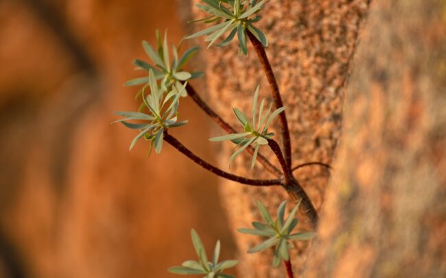 Tree spurge (Euphorbia dendroides), Calanques de Piana