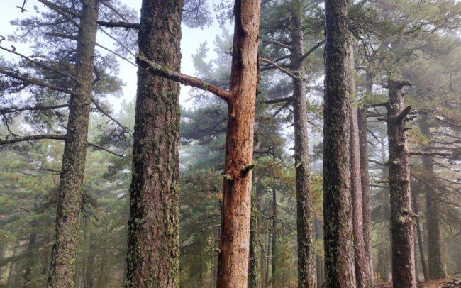 Foret de Bavella